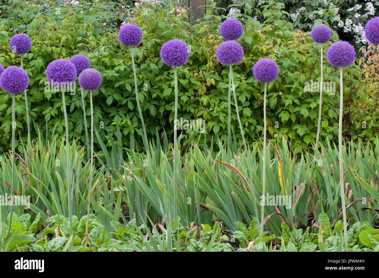 Ornamental onions in bloom in a garden Stock Photo Alamy