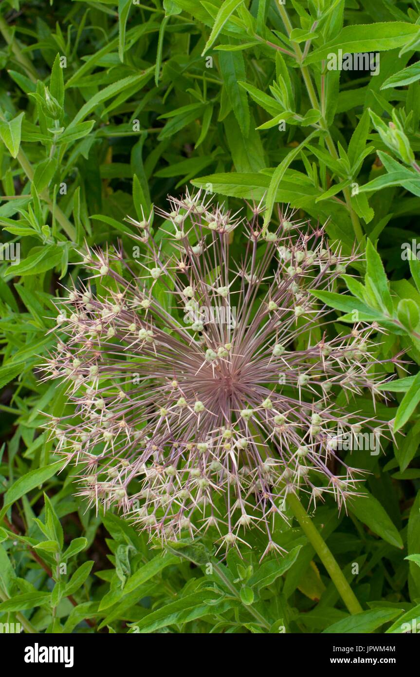 Ornamental onion in bloom in a garden Stock Photo Alamy