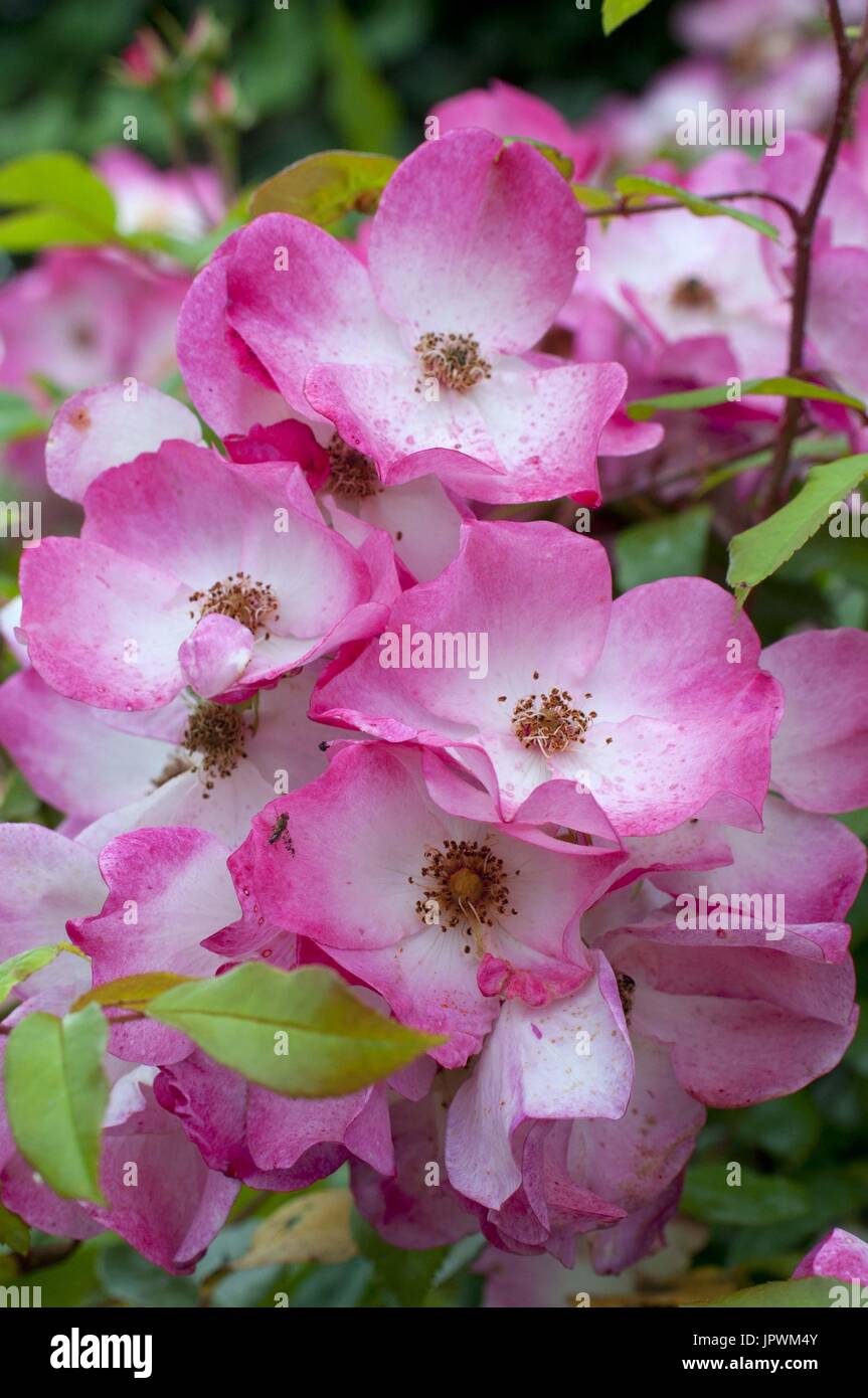 Rose Tree Rosa Sp High Resolution Stock Photography and Images Alamy