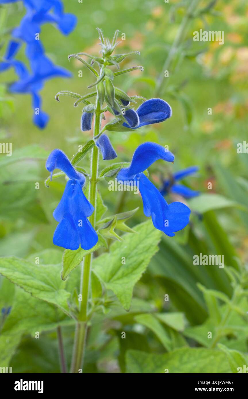 Gentian sage in bloom in a garden Stock Photo Alamy