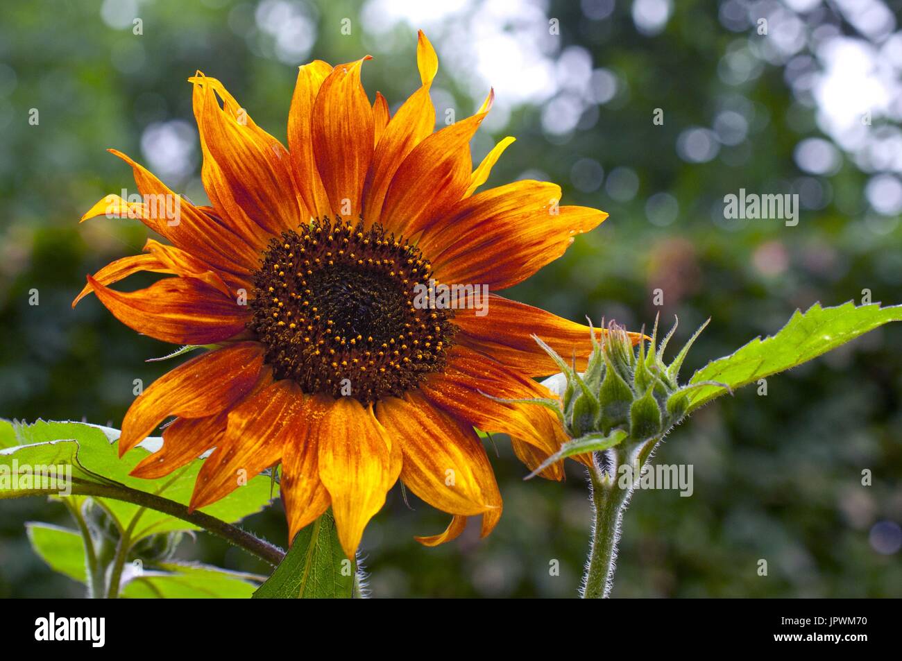 Sunflower 'Gloriosa' in bloom in a garden Stock Photo Alamy