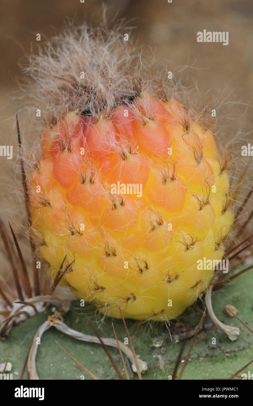 Growing oranges in greenhouse hires stock photography and images Alamy