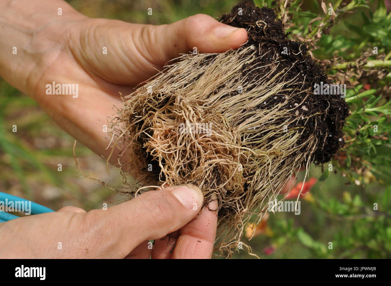Cut of plant roots excess in a garden Stock Photo Alamy