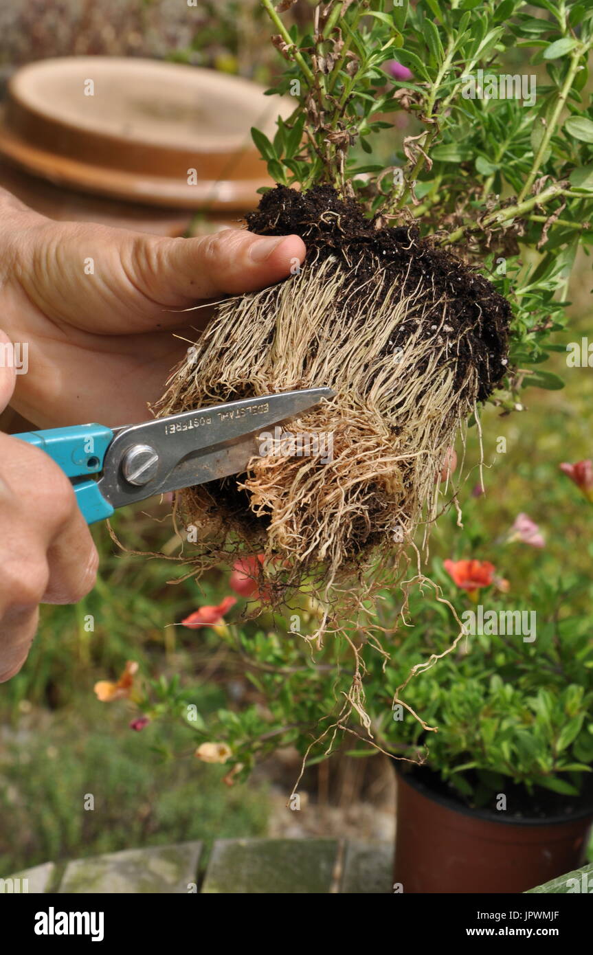 Root Cutting Propagation Stock Photos & Root Cutting Propagation Stock