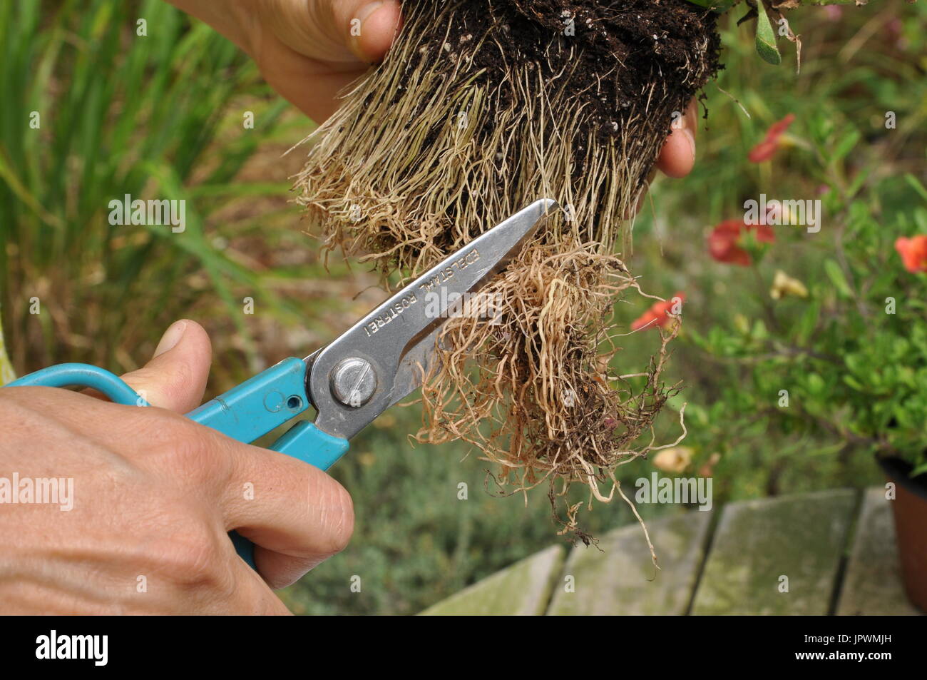 Cut of plant roots excess in a garden Stock Photo Alamy