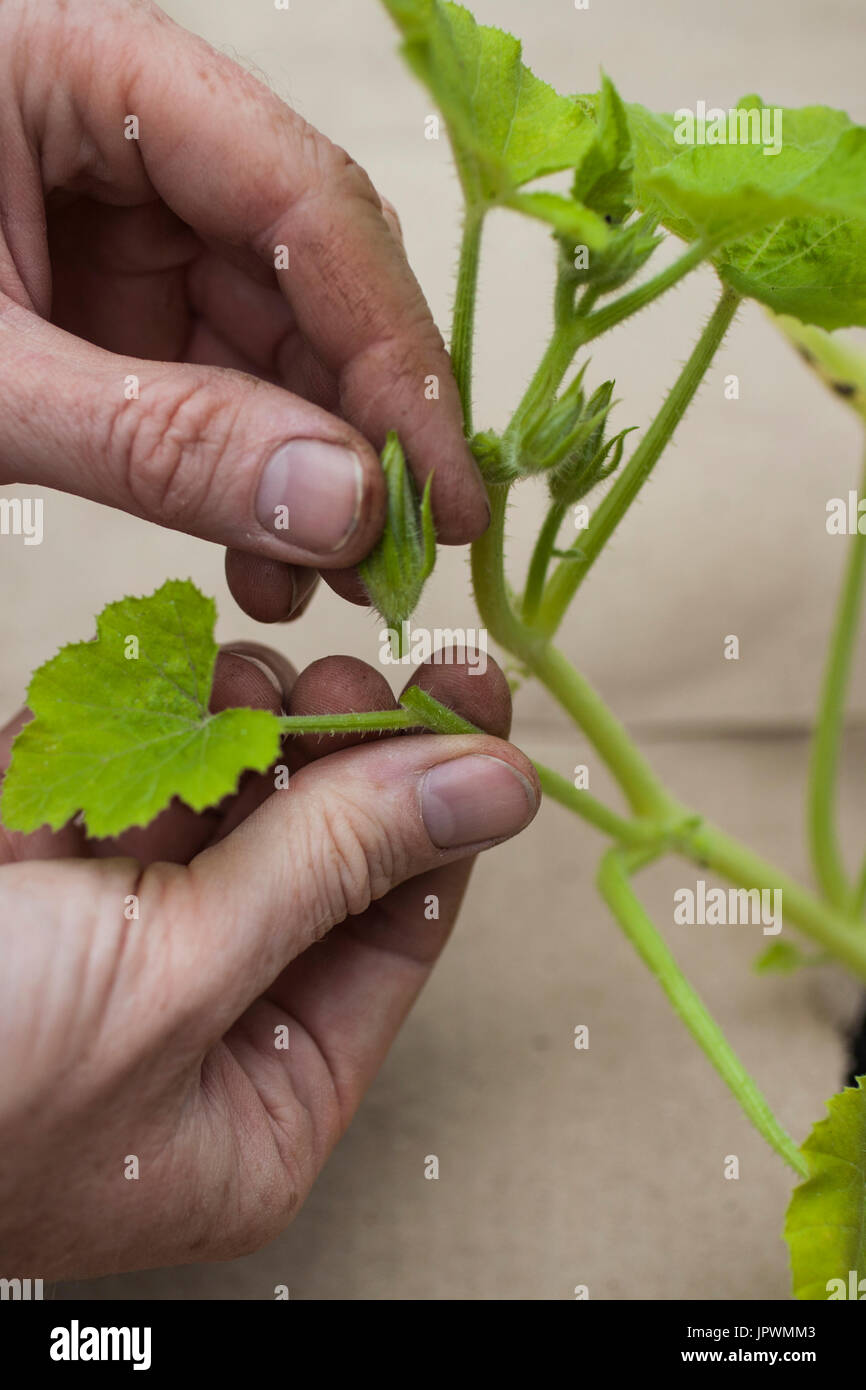 Pruning of squash male flowers in a litchne garden Stock Photo Alamy