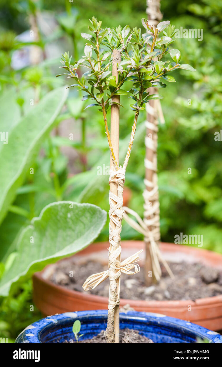 Growing of strandard young common box in pot Stock Photo - Alamy