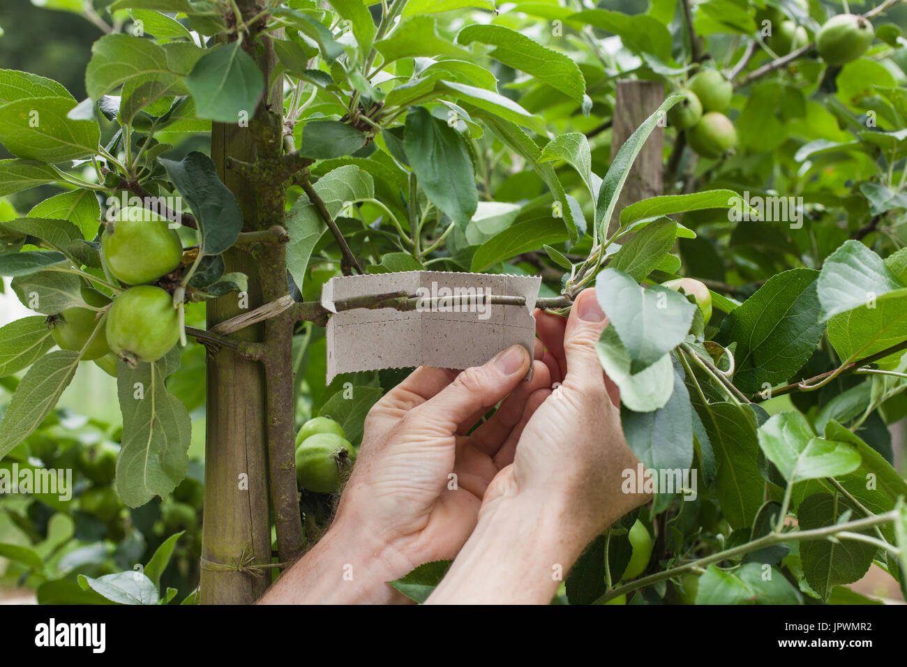 Green lacewings trap in an apple tree Stock Photo