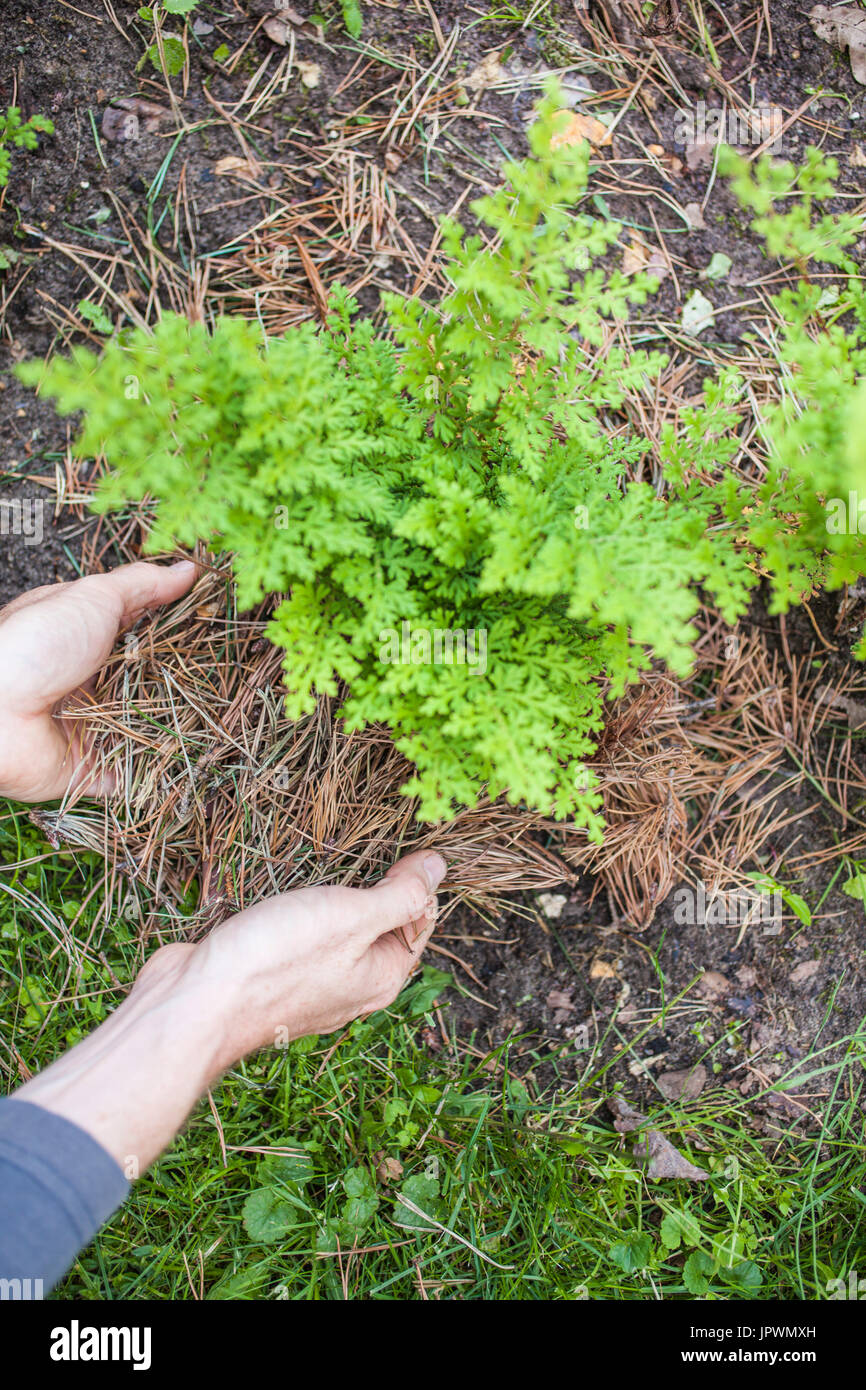 Pine needles mulching on a spikemoss in a garden Stock Photo Alamy