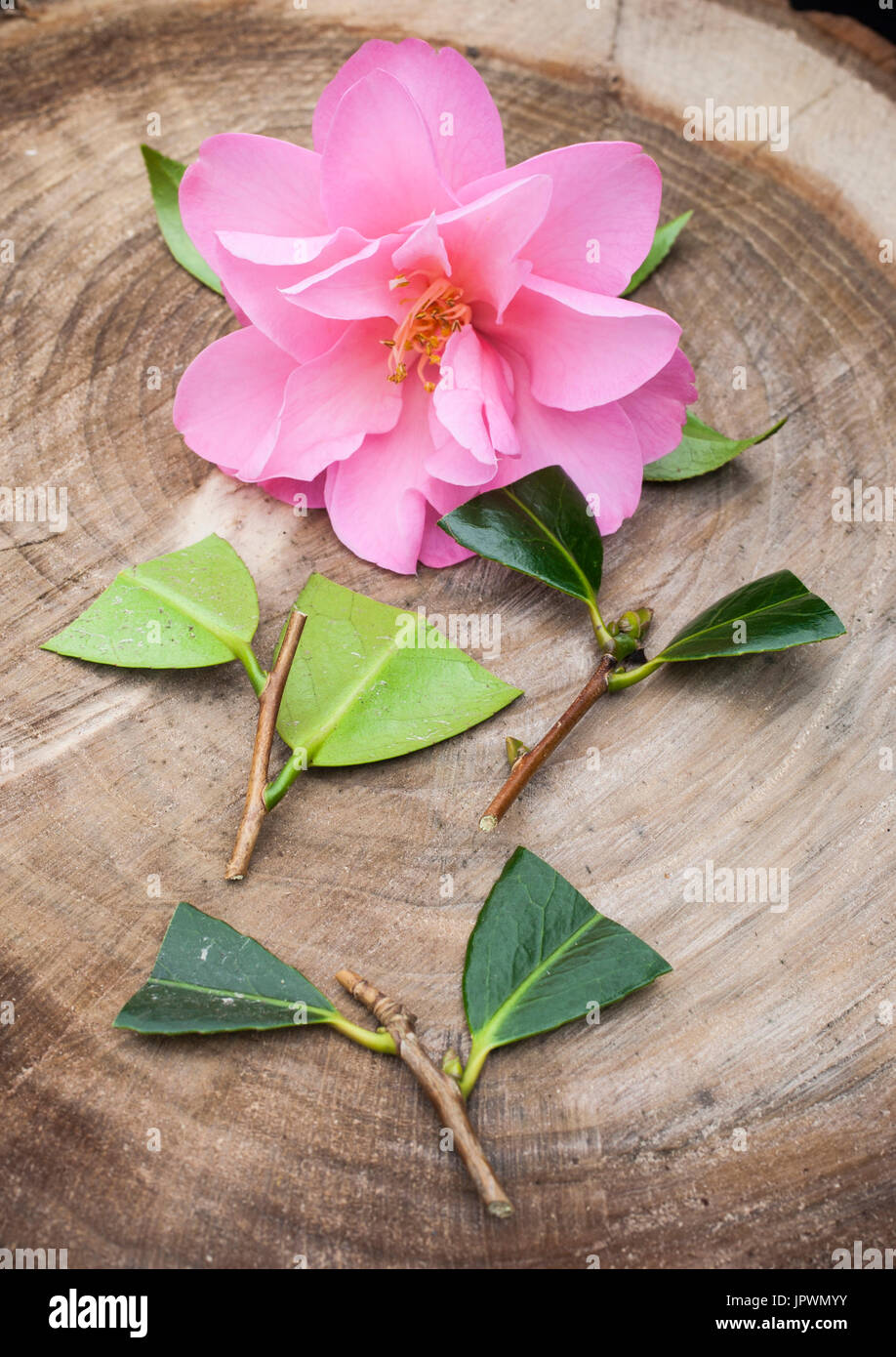 Cuttings of camellia in a garden Stock Photo Alamy