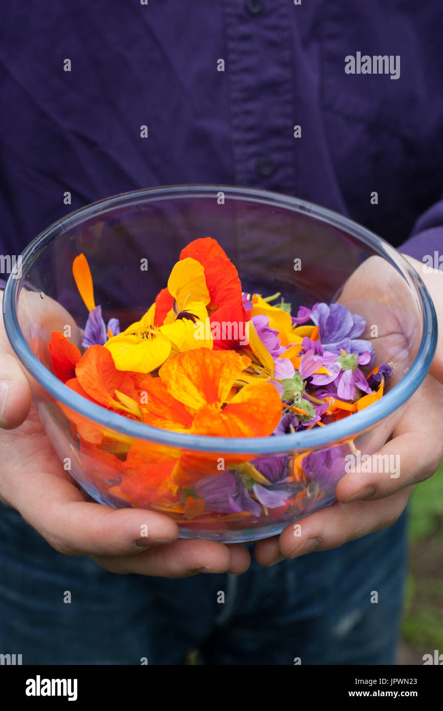 Harvest of edible flowers Stock Photo Alamy