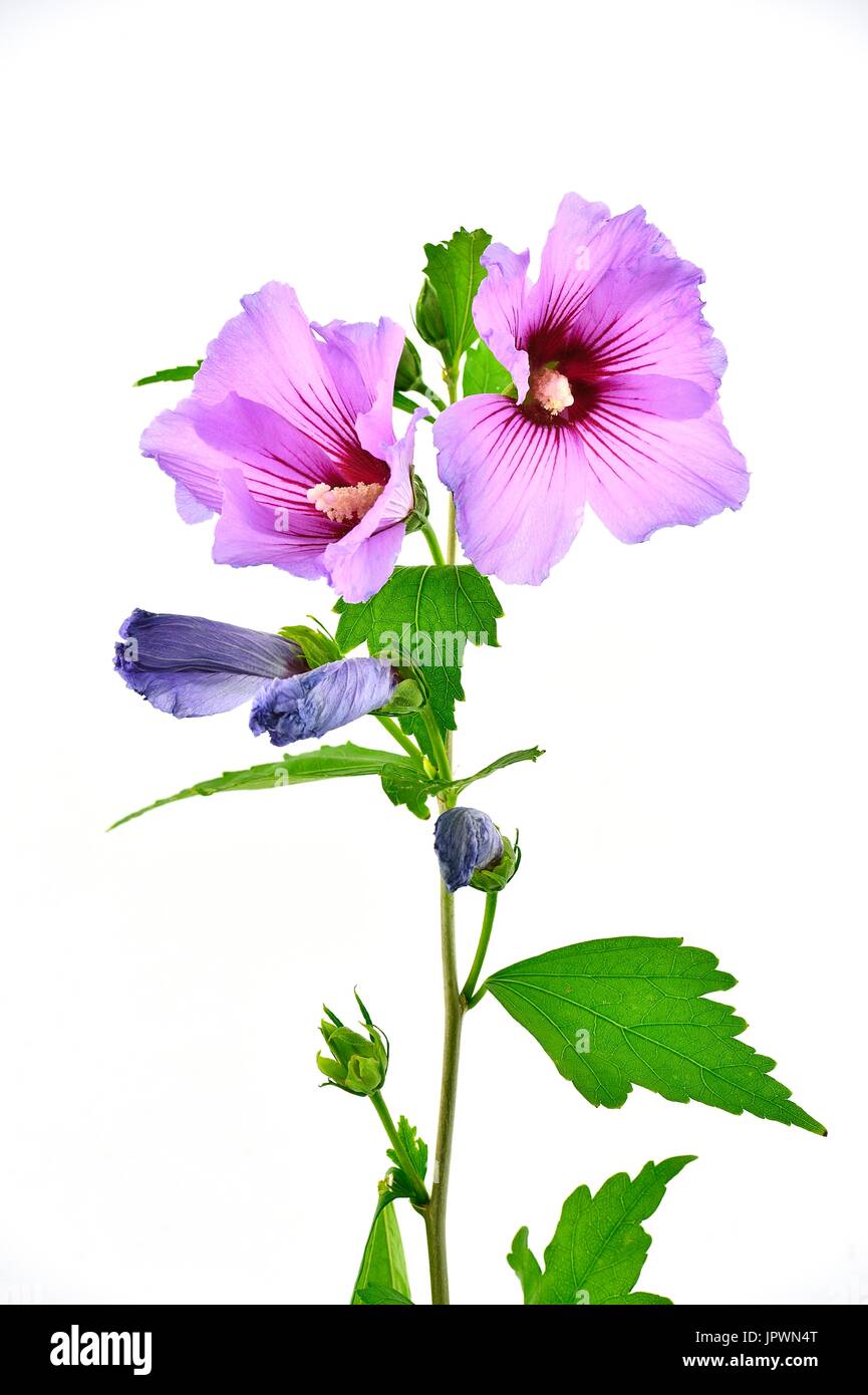 Rose of Sharon on white background Stock Photo - Alamy