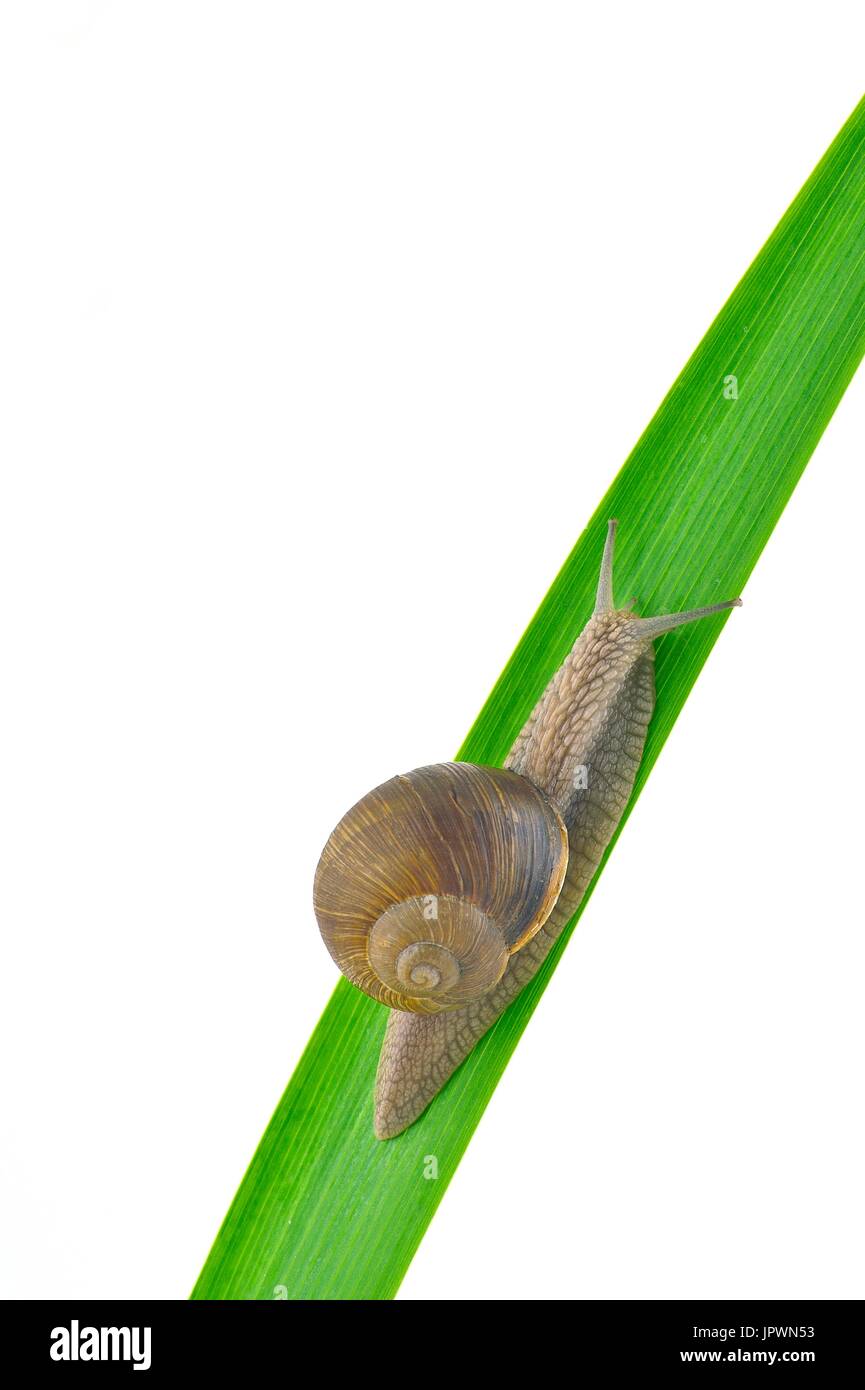Burgundy Snail on a leaf on white background Stock Photo - Alamy