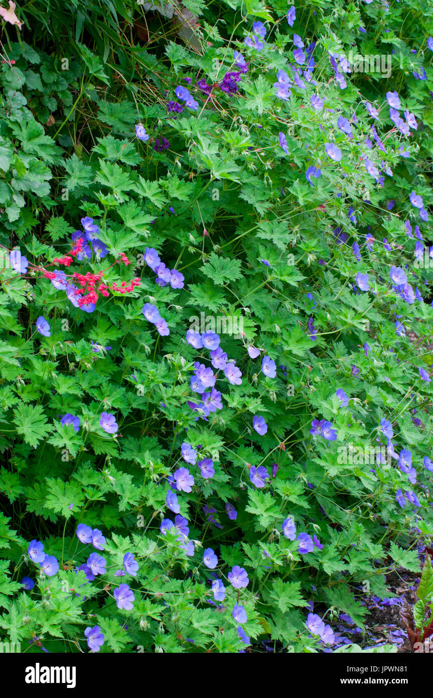 Geranium 'Rozanne' in bloom in a garden Stock Photo - Alamy