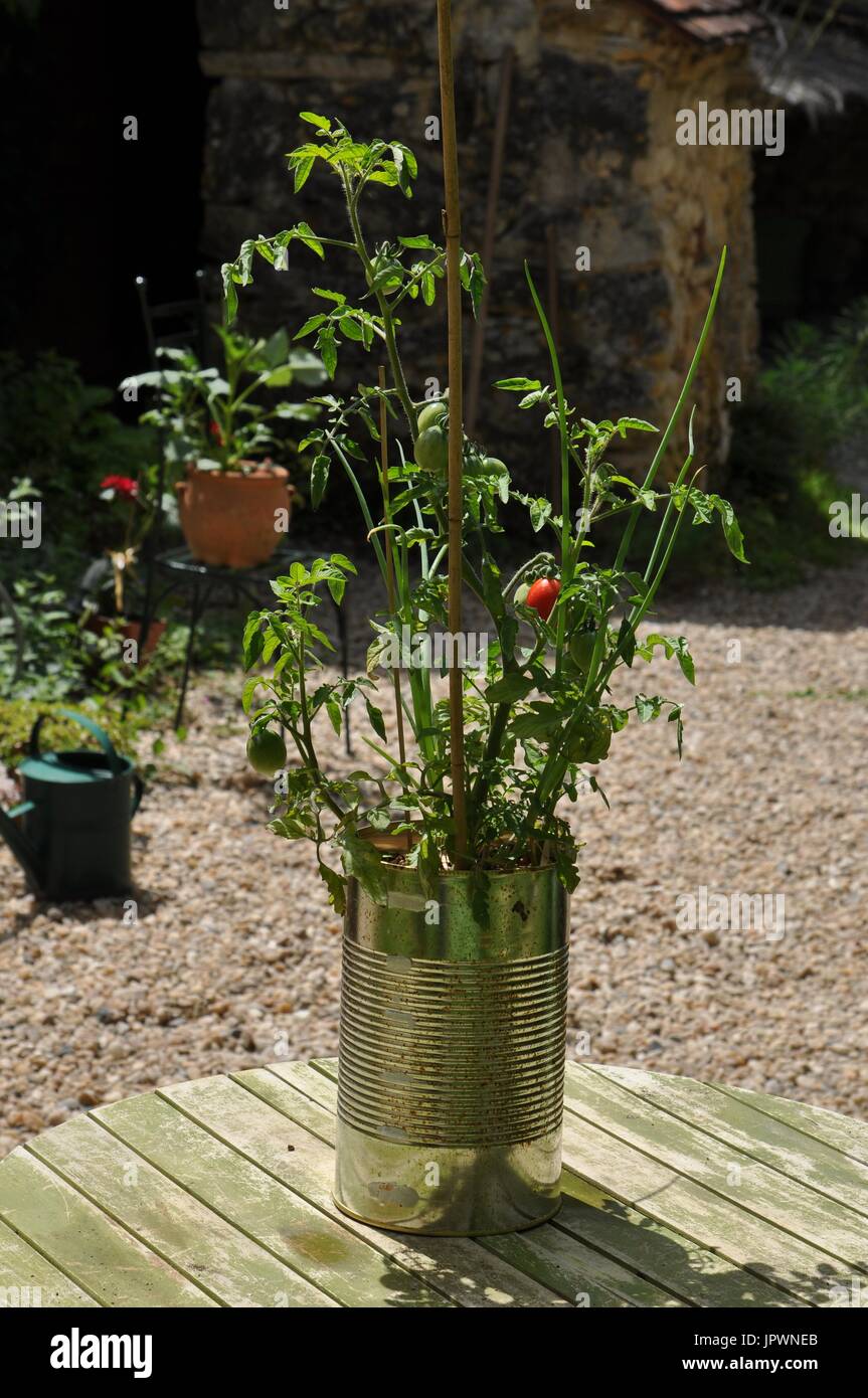 Tin can mini kitchen garden Stock Photo Alamy
