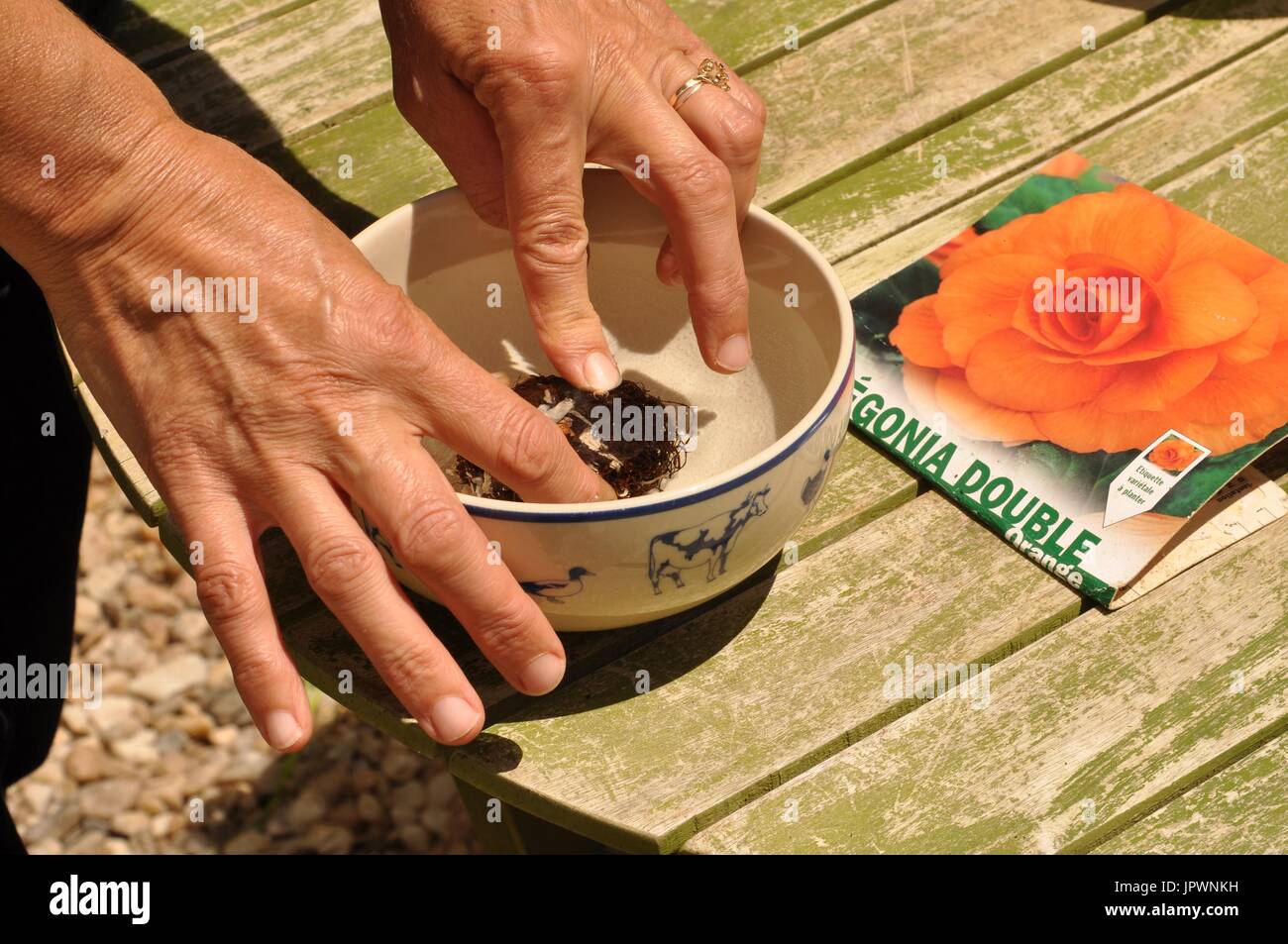 Planting of a begonia bulb in a pot Stock Photo Alamy
