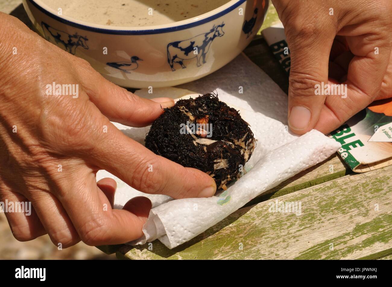Planting of a begonia bulb in a pot Stock Photo Alamy
