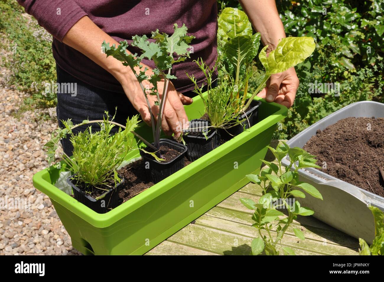 Planting vegetables in a window box Stock Photo - Alamy