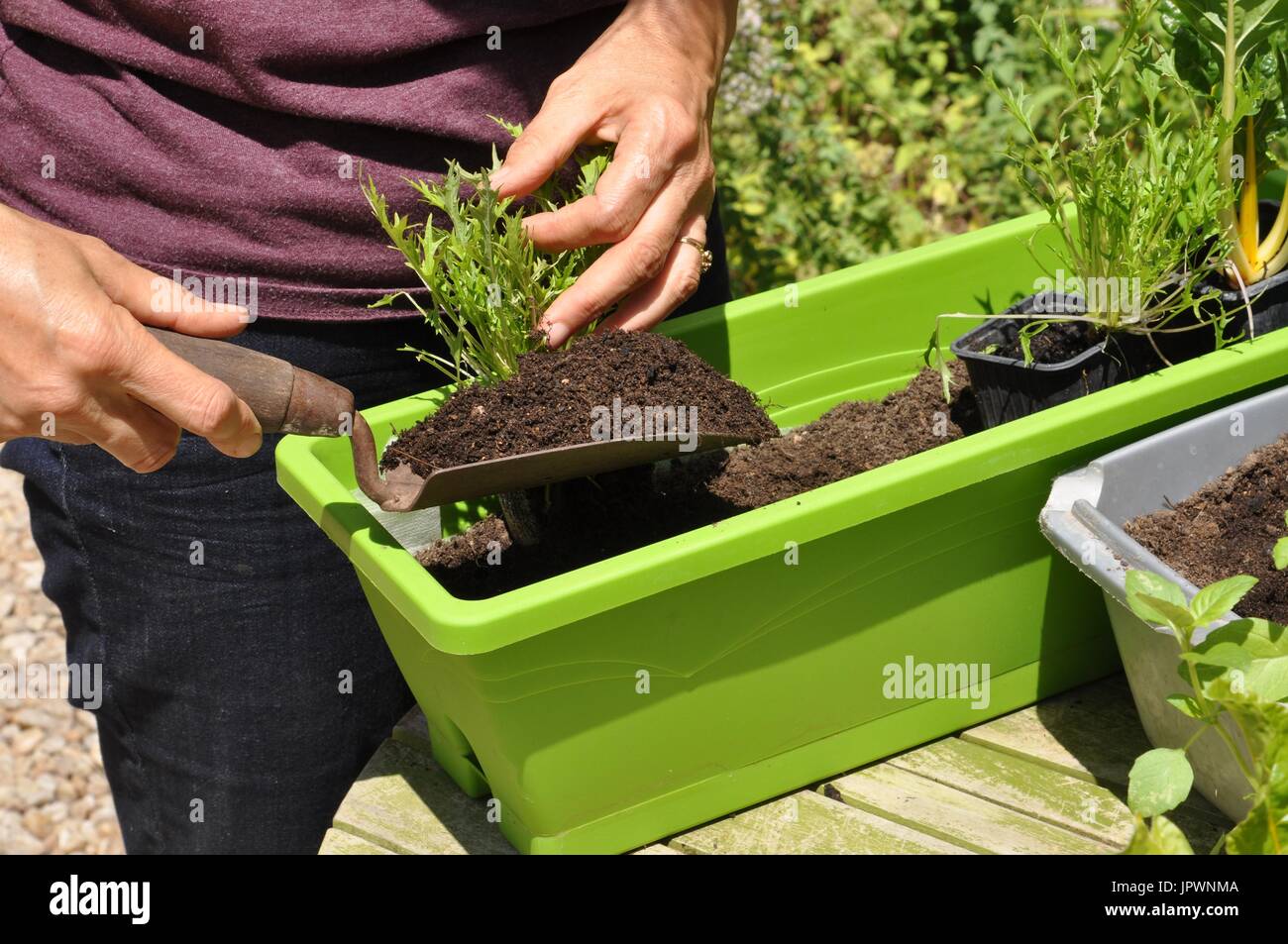 Planting vegetables in a window box Stock Photo Alamy
