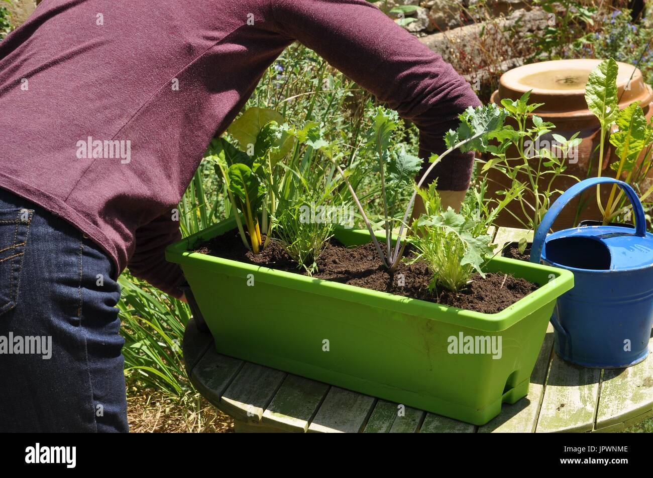 Planting vegetables in a window box Stock Photo Alamy