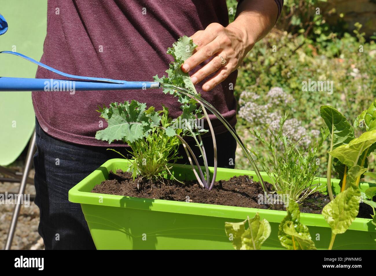 Planting vegetables in a window box Stock Photo Alamy