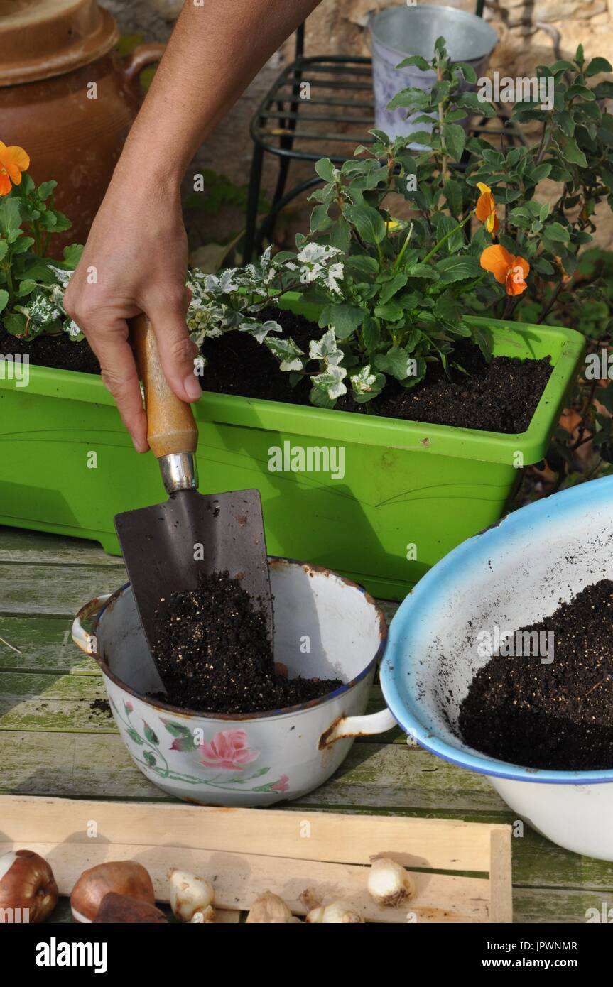Planting of daffodil bulbs in a pot Stock Photo Alamy