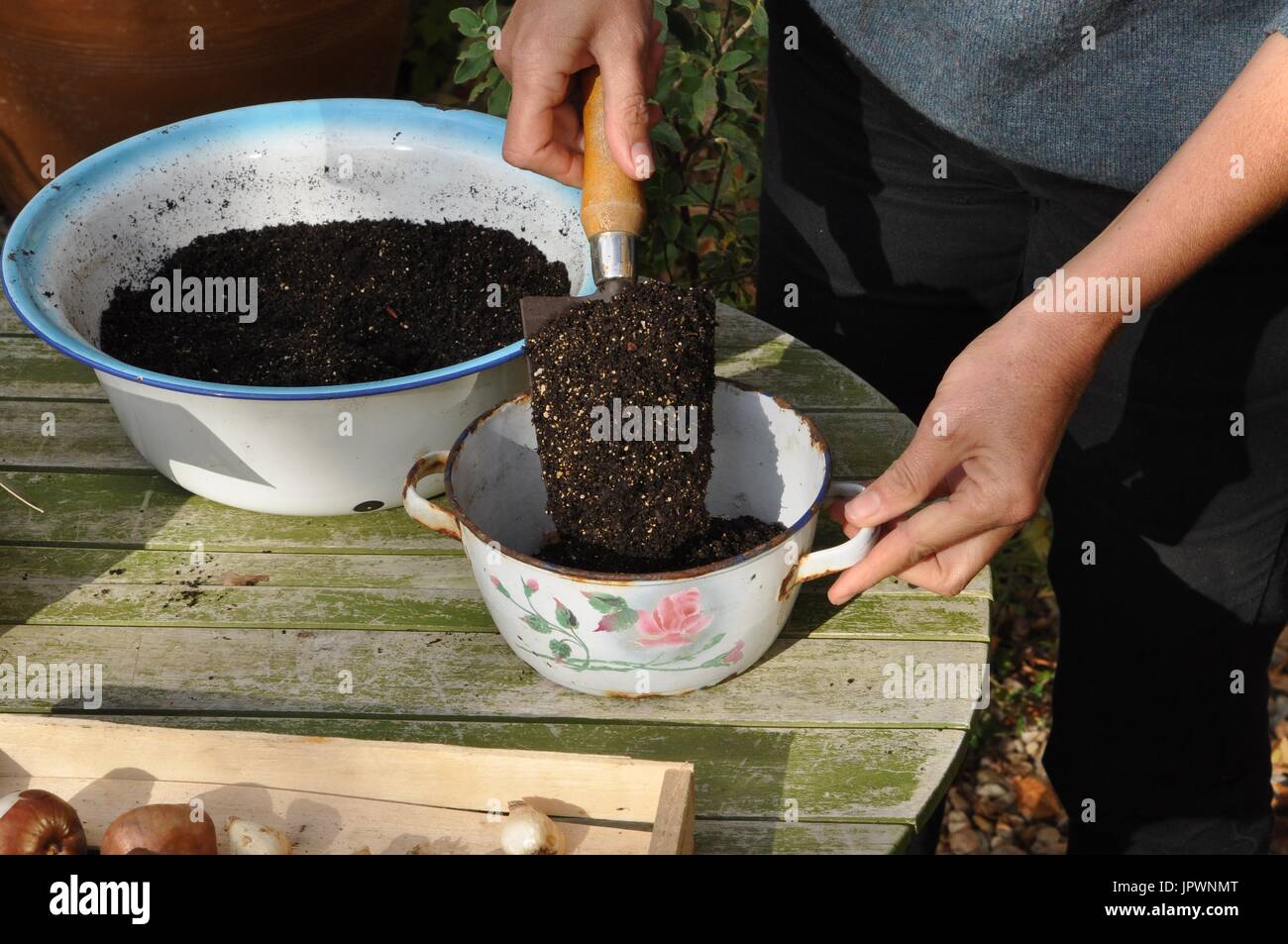Planting of daffodil bulbs in a pot Stock Photo Alamy