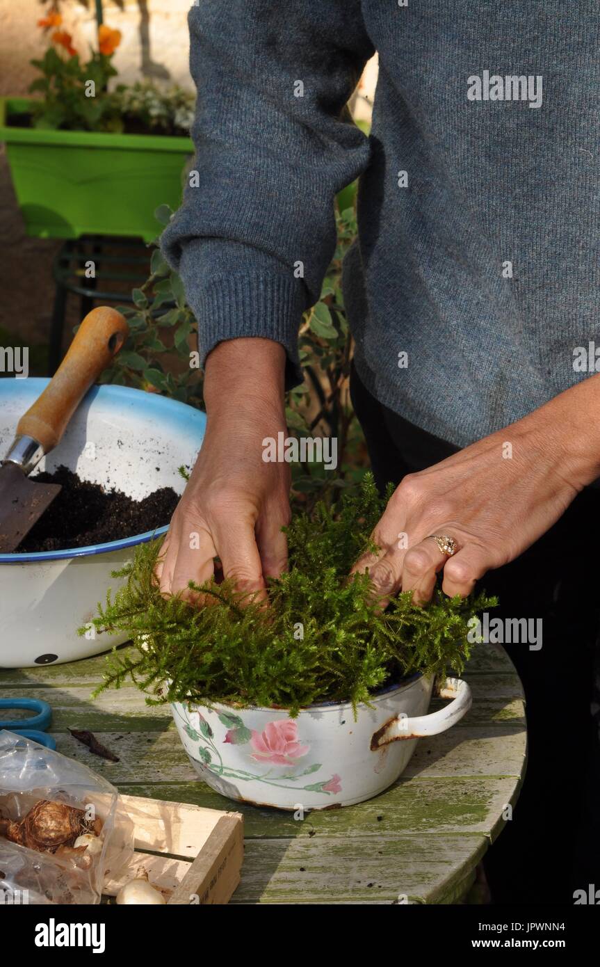 Planting of daffodil bulbs in a pot Stock Photo Alamy