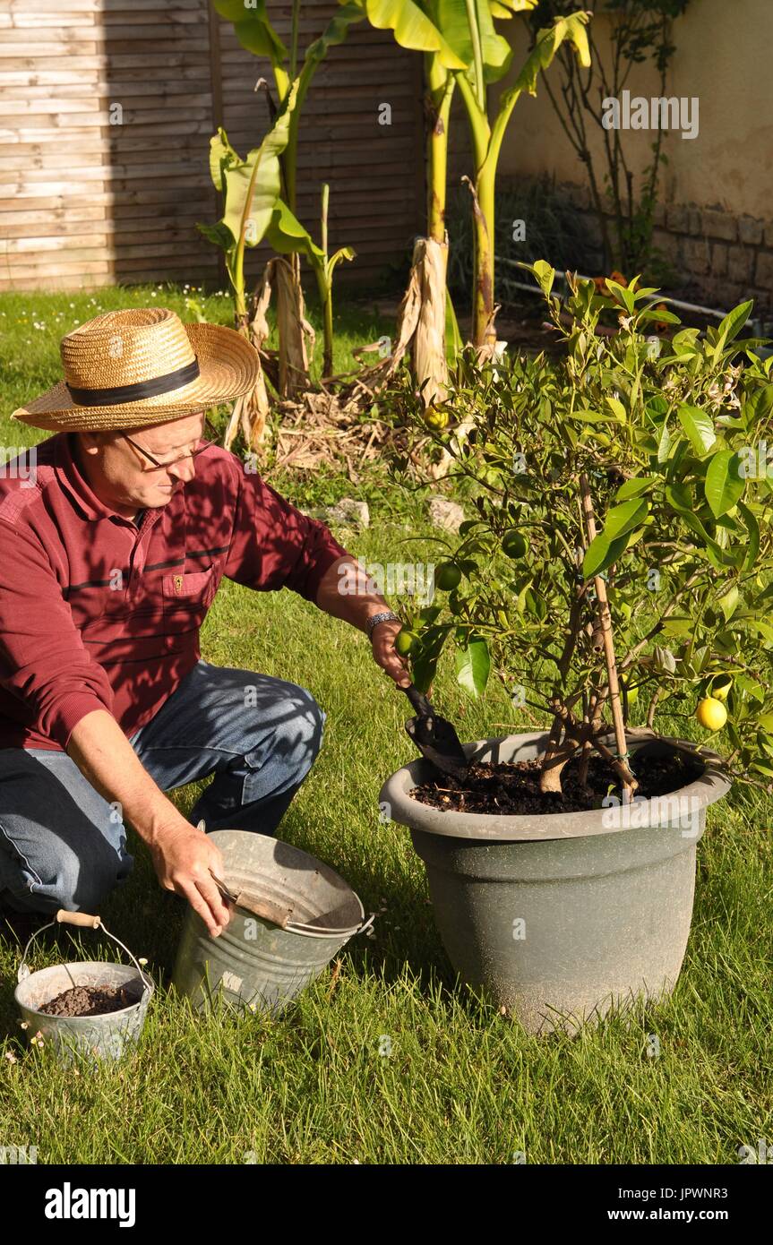 Caring and feeding of a lemon tree in a pot Stock Photo Alamy