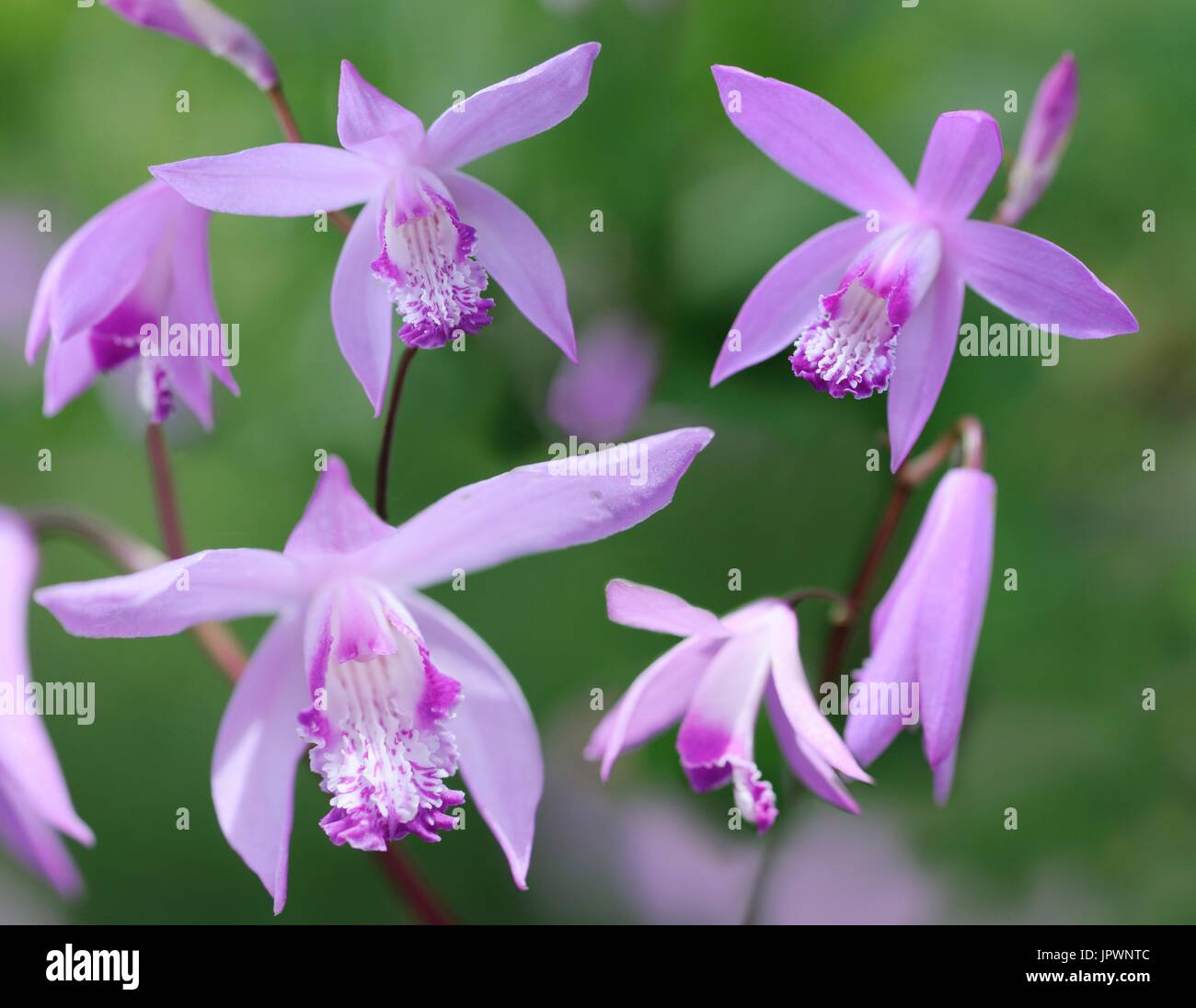 Chinese orchid hi-res stock photography and images - Alamy