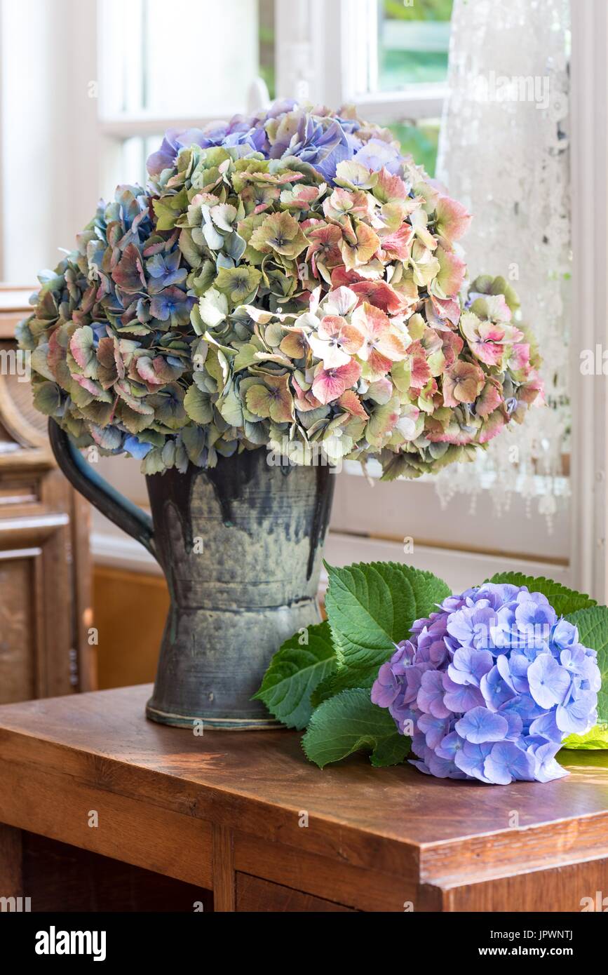 Fall arrangement of dried hydrangea flowers and dried corn stalks Stock  Photo - Alamy