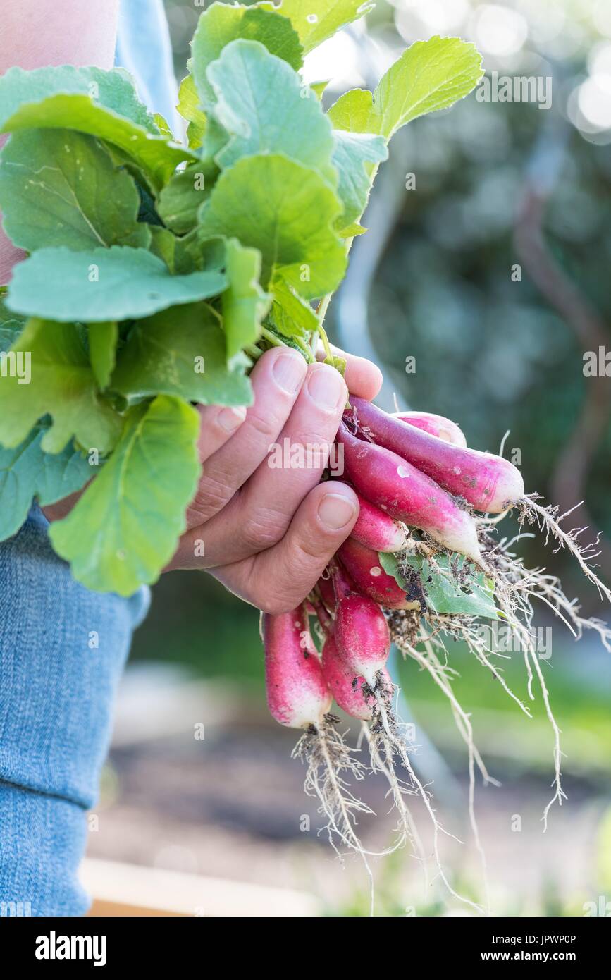 Harvest of radishes in an organic vegetable garden Stock Photo Alamy