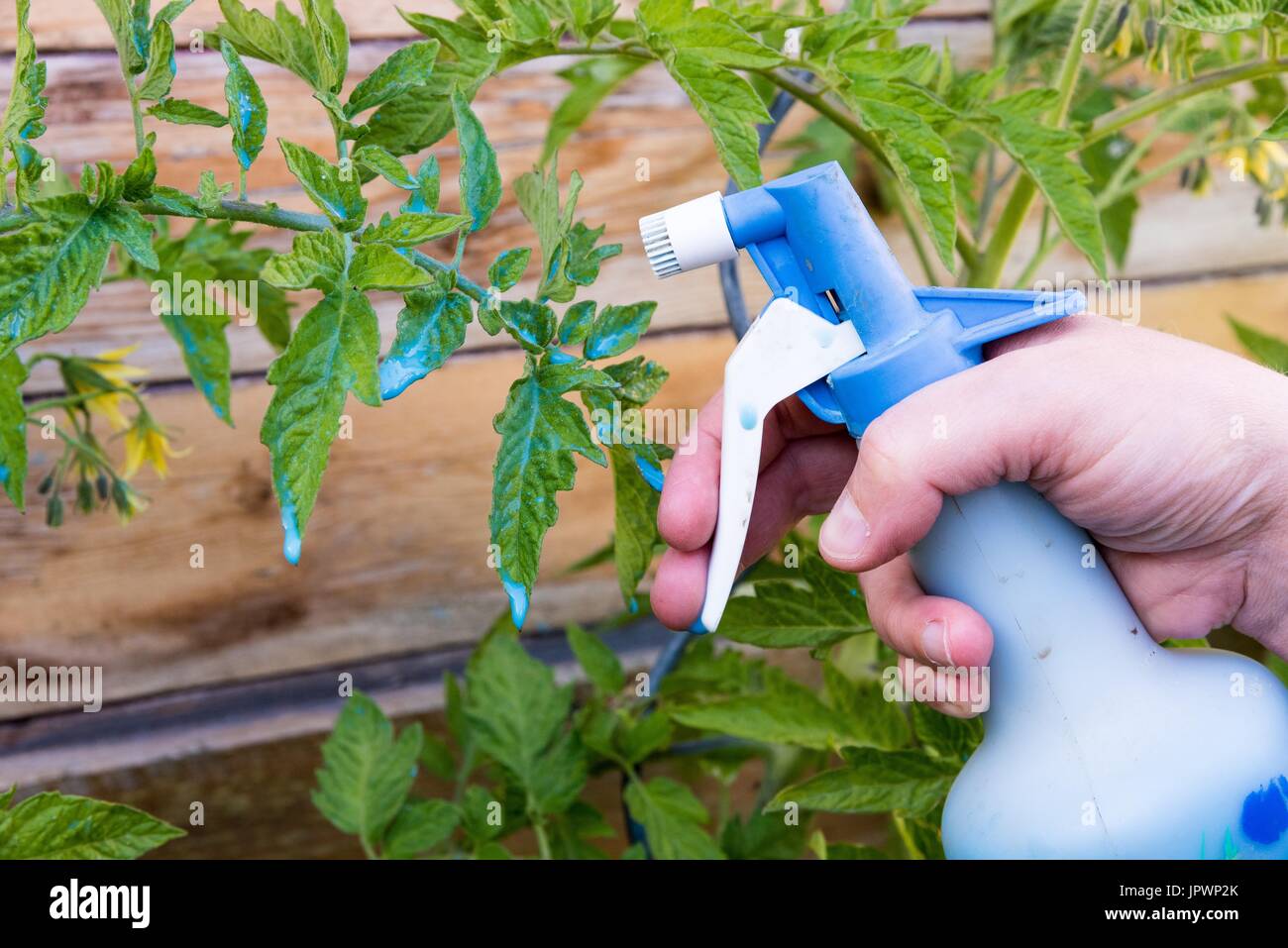 Powdery mildew treatment for tomato with Bordeaux mixture Stock Photo
