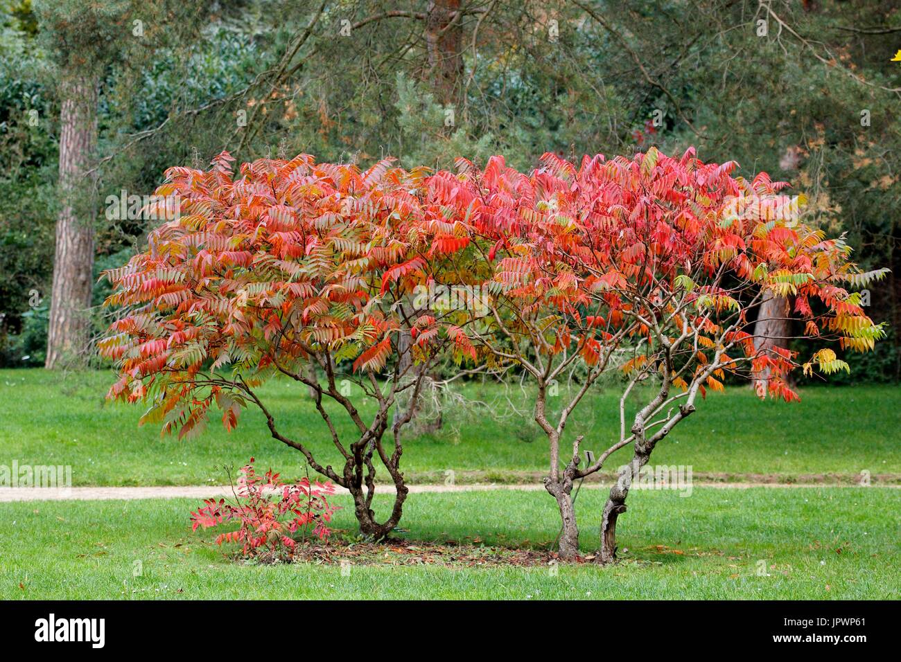 Smooth Sumac Rhus Glabra In Autumn At Parc Floral De Paris 12th Stock Photo Alamy,Crested Gecko Drawing