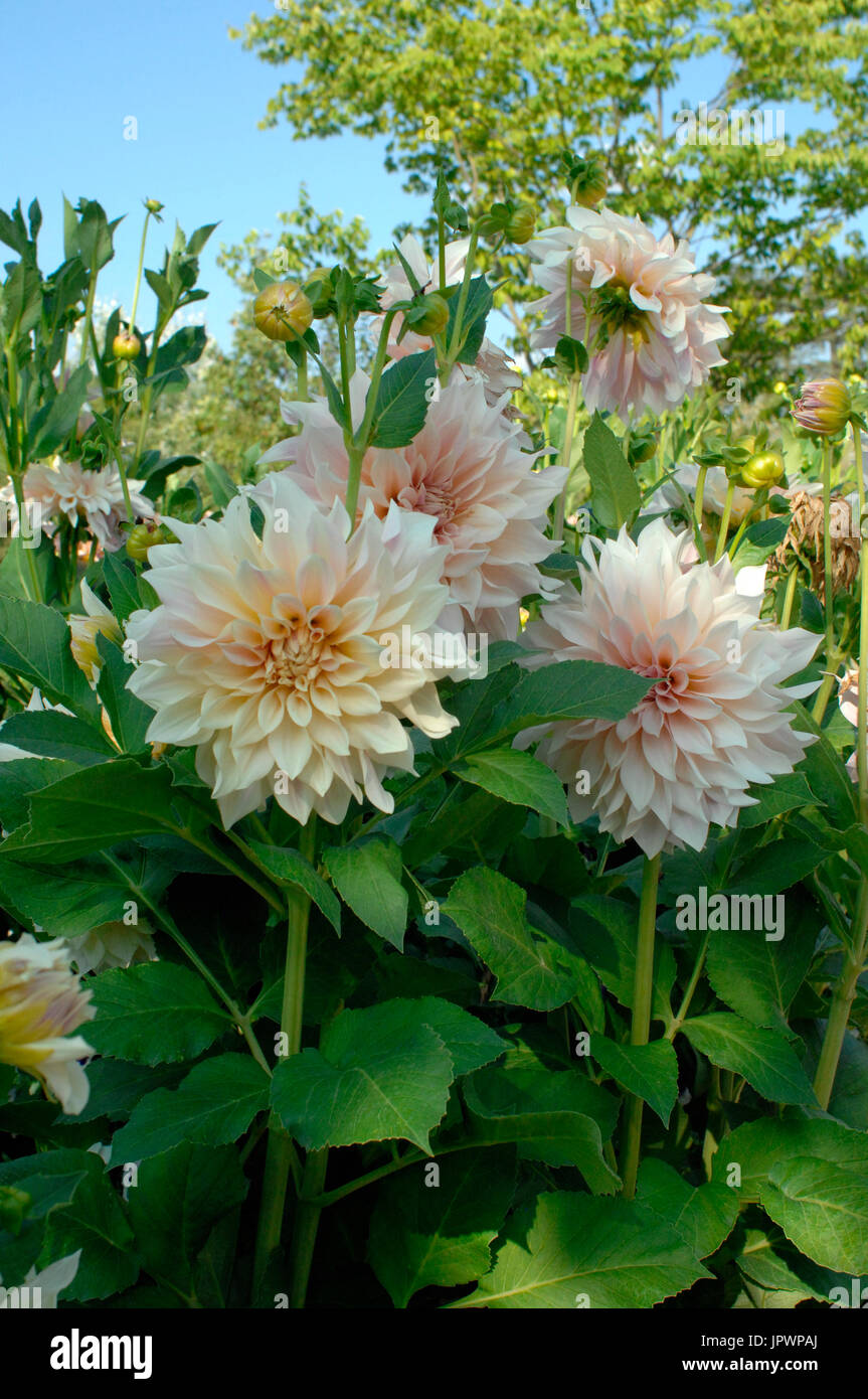 Dahlia 'Cafe au lait' in bloom in a garden Stock Photo Alamy