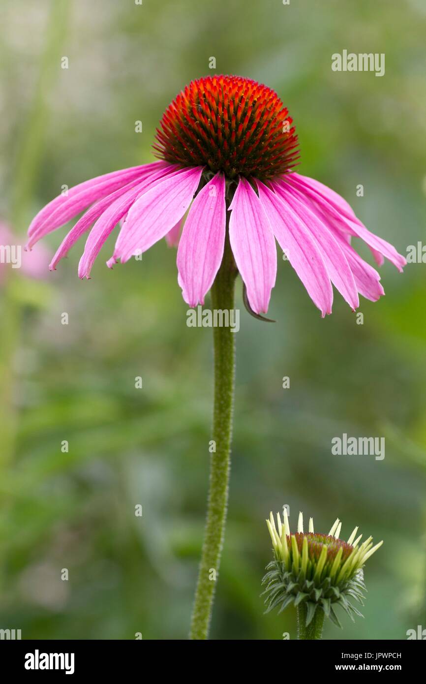 Purple coneflower in bloom Stock Photo Alamy