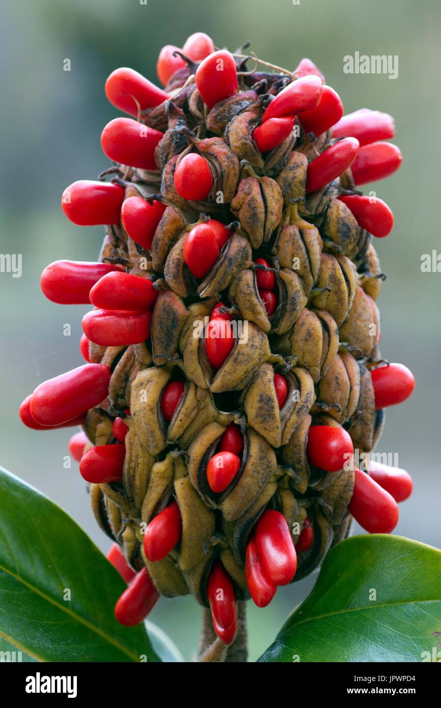 Southern magnolia in fruit Stock Photo Alamy