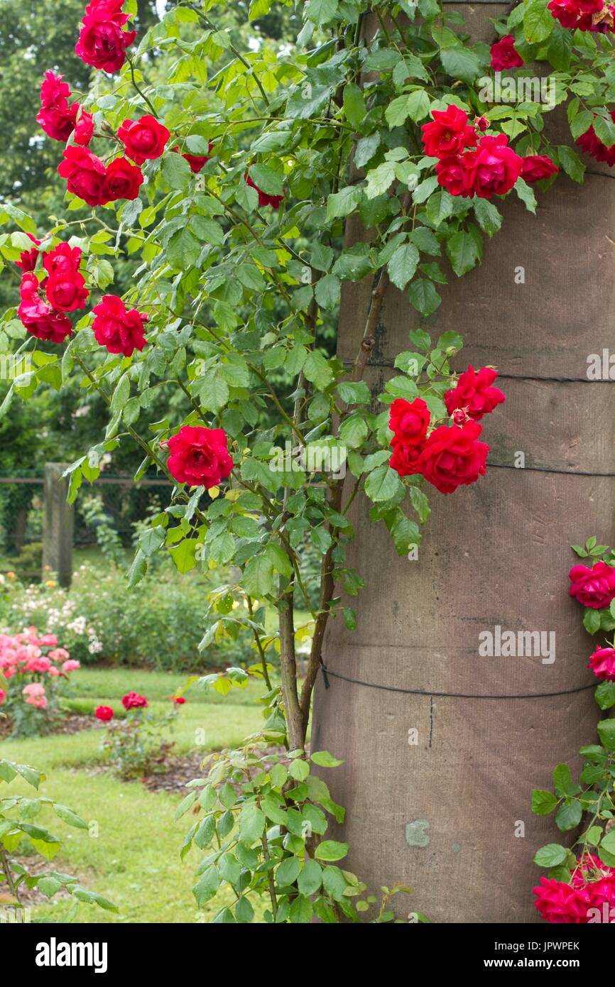 Rose-tree 'Paul's Scarlet Climber' Roseraie de Saverne, Bas-Rhin. France  Stock Photo - Alamy