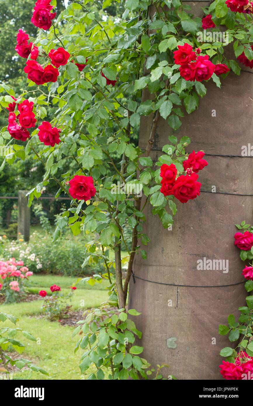 Pauls scarlet climber climbing rose hi-res stock photography and images ...