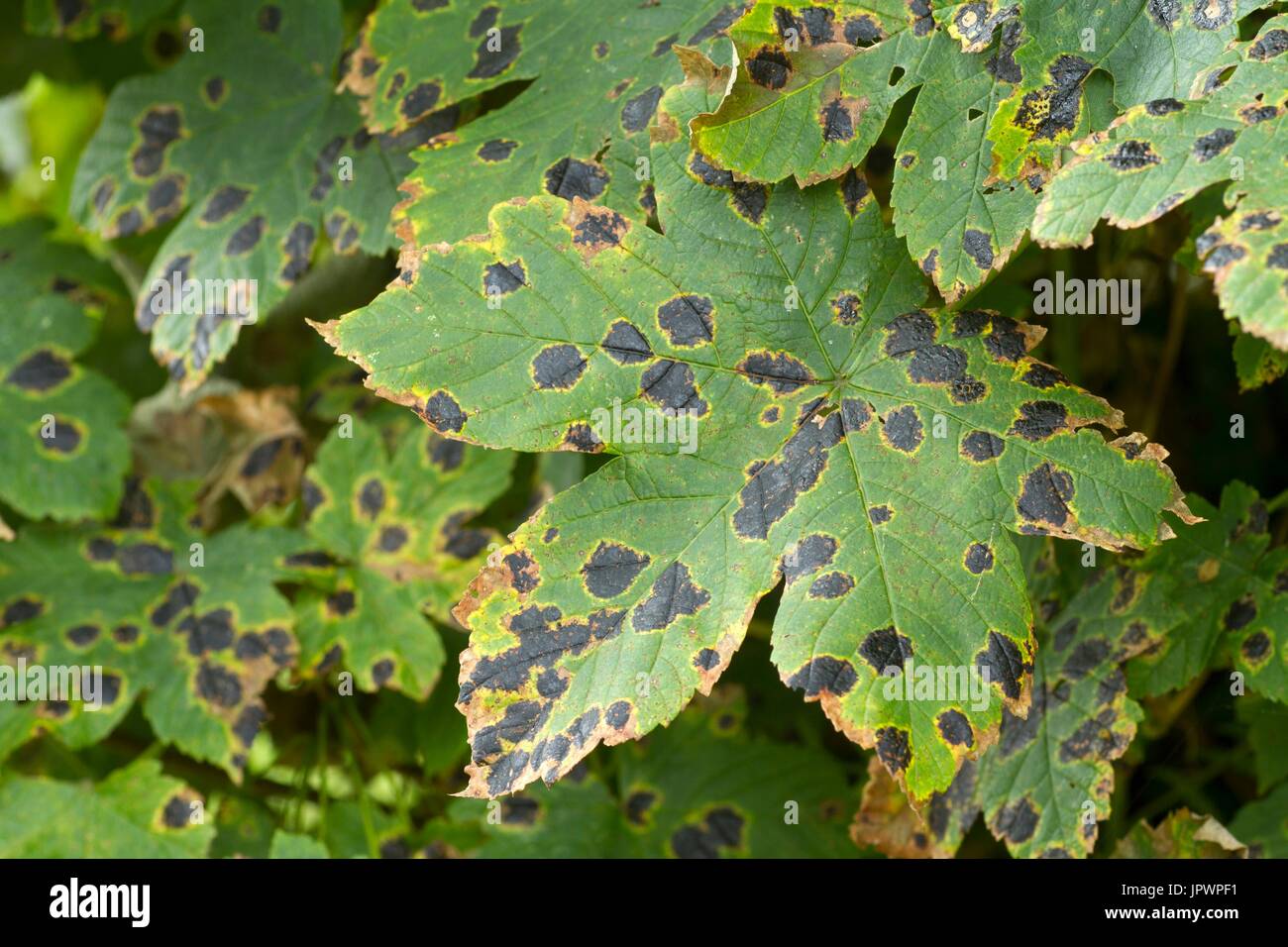 Tar spots on sycamore maple leaves in a garden Stock Photo