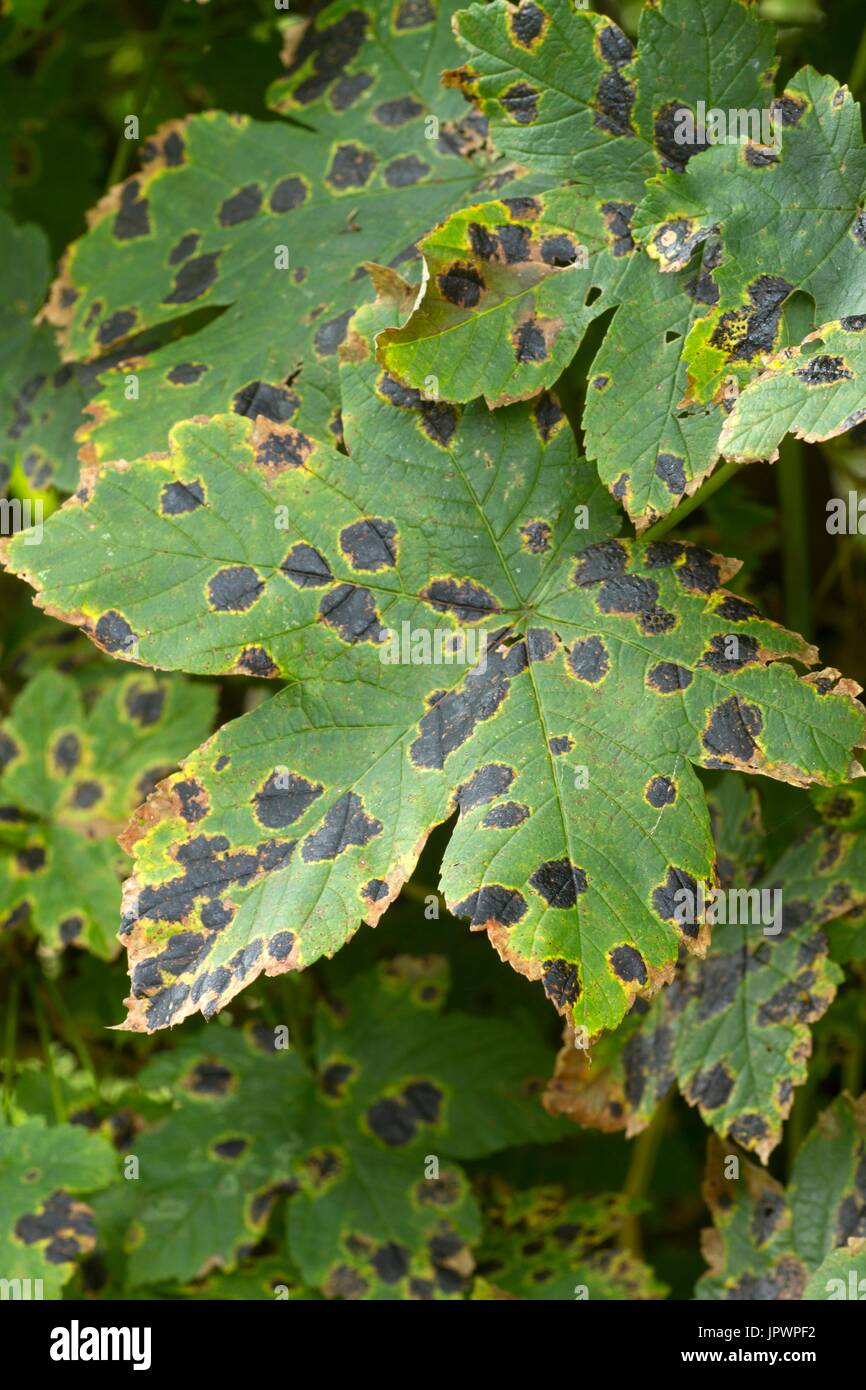 Tar spots on sycamore maple leaves in a garden Stock Photo