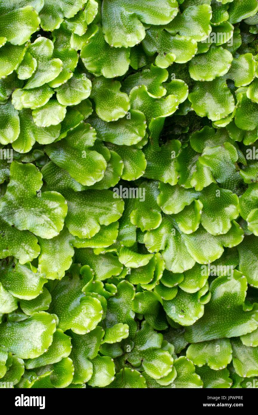 Snakeskin liverwort Conocephalum conicum Stock Photo Alamy