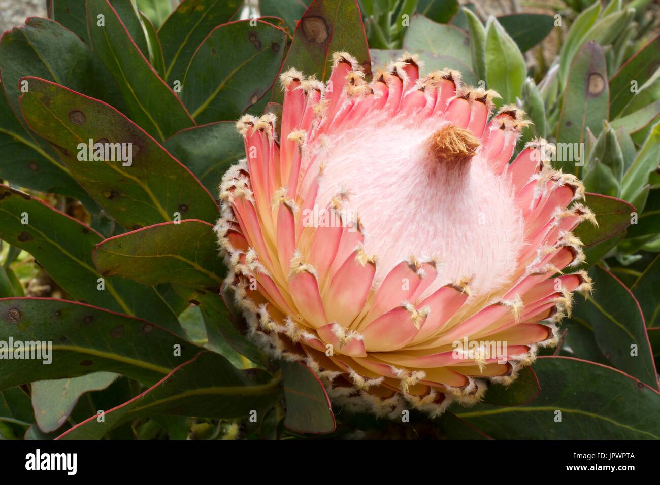 Queen protea protea magnifica hires stock photography and images Alamy