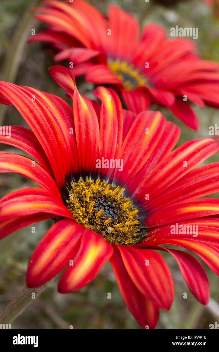African daisy in bloom in a garden Stock Photo Alamy