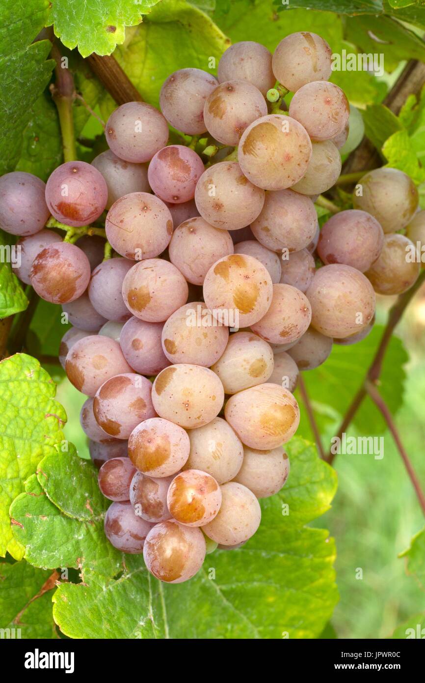 Grapes 'Gewurztraminer' - Obernai. Bas-Rhin, Alsace. France Stock Photo