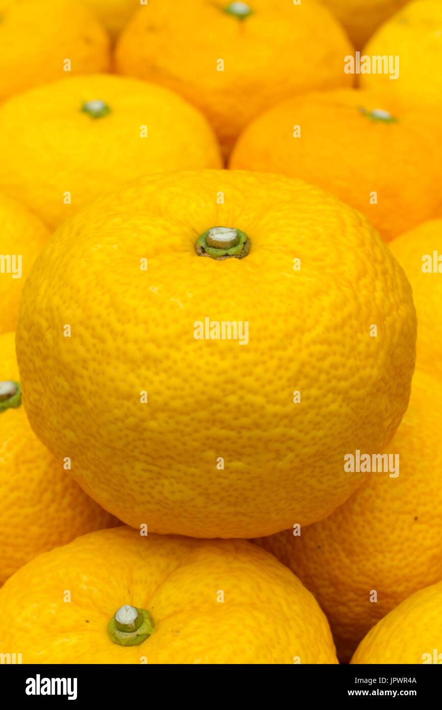 Citrus junos 'yuzu', Japanese lemon X Citrus ichangensis Stock Photo