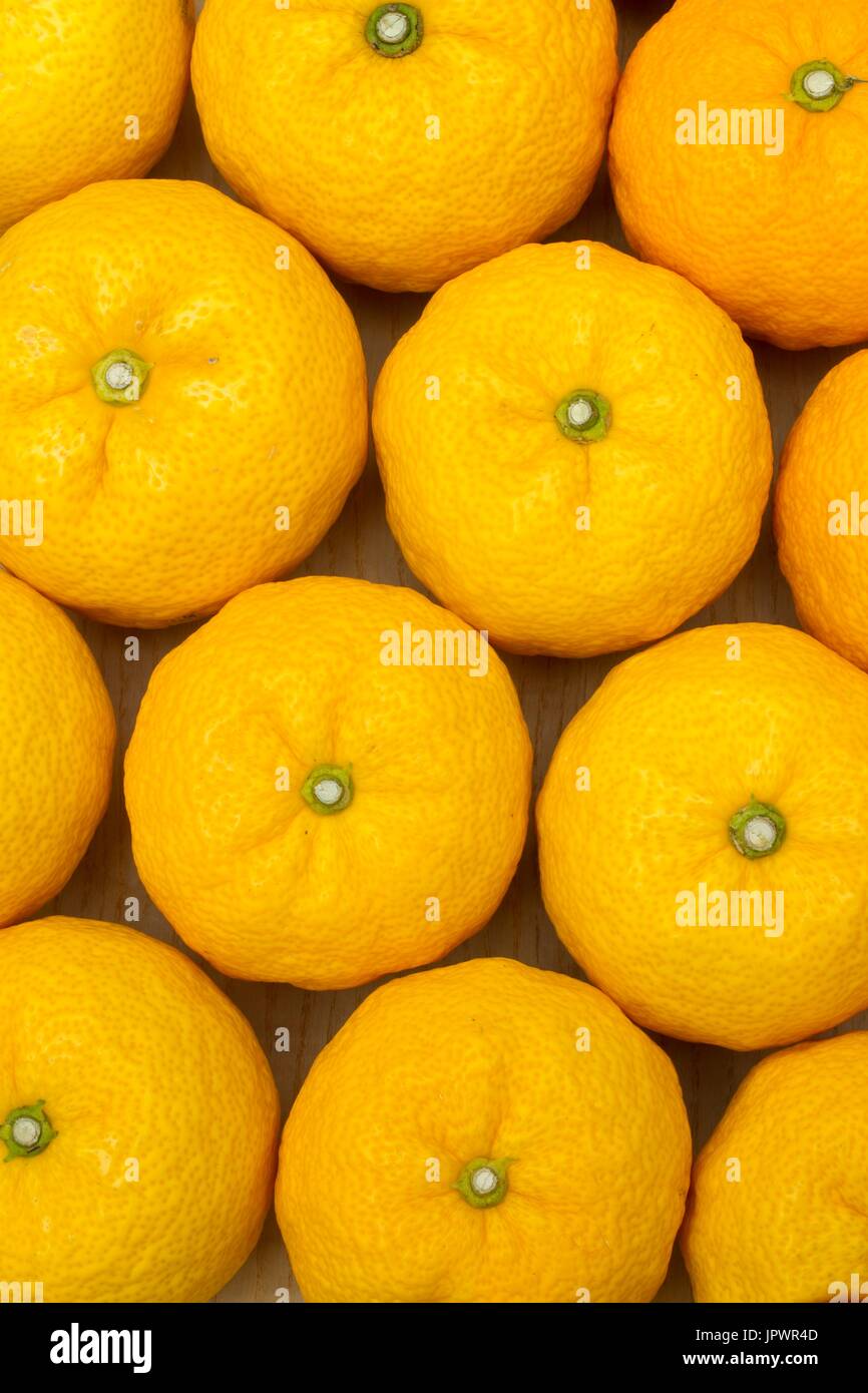 Citrus junos 'yuzu', Japanese lemon X Citrus ichangensis Stock Photo