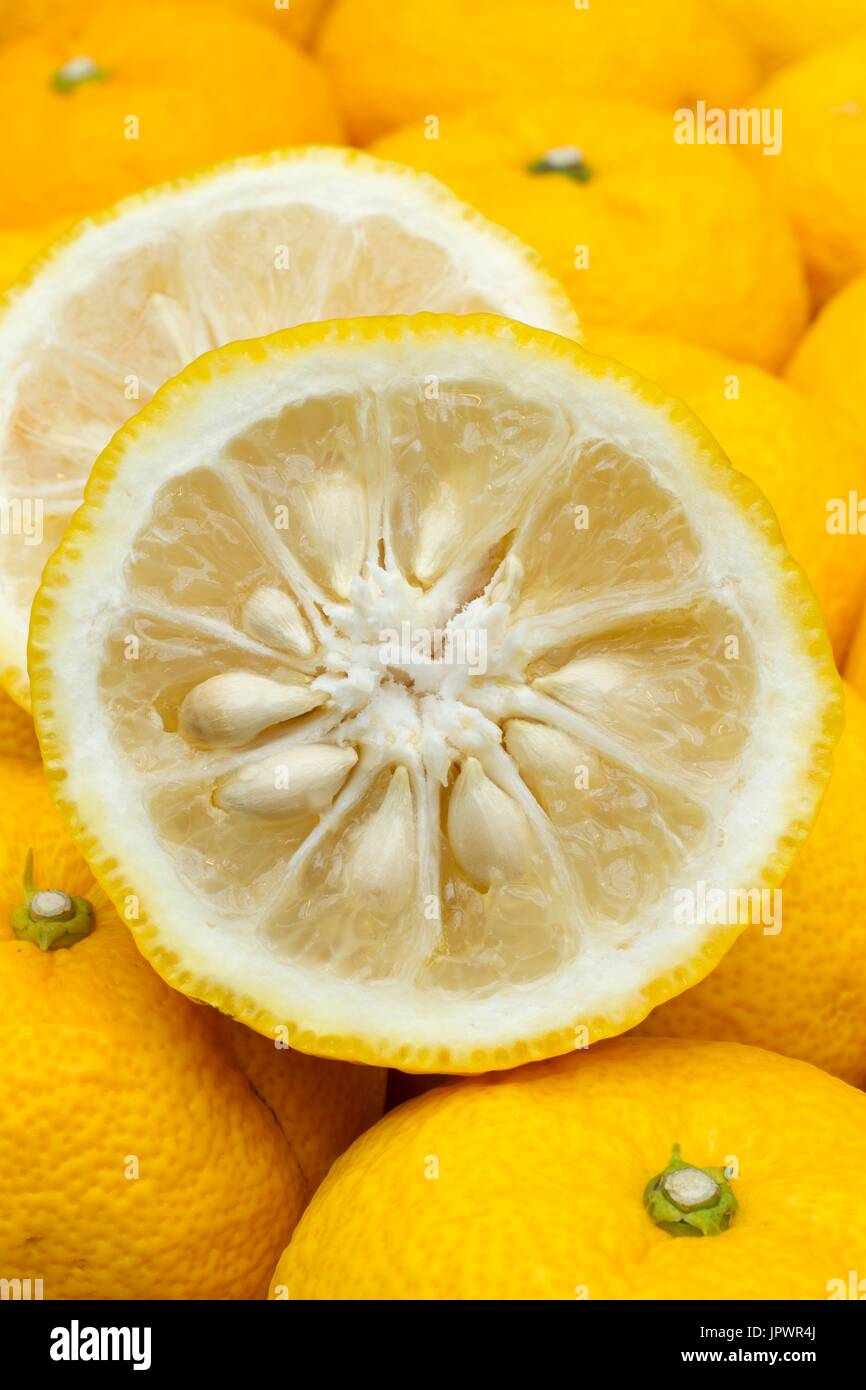Citrus junos 'yuzu', Japanese lemon X Citrus ichangensis Stock Photo