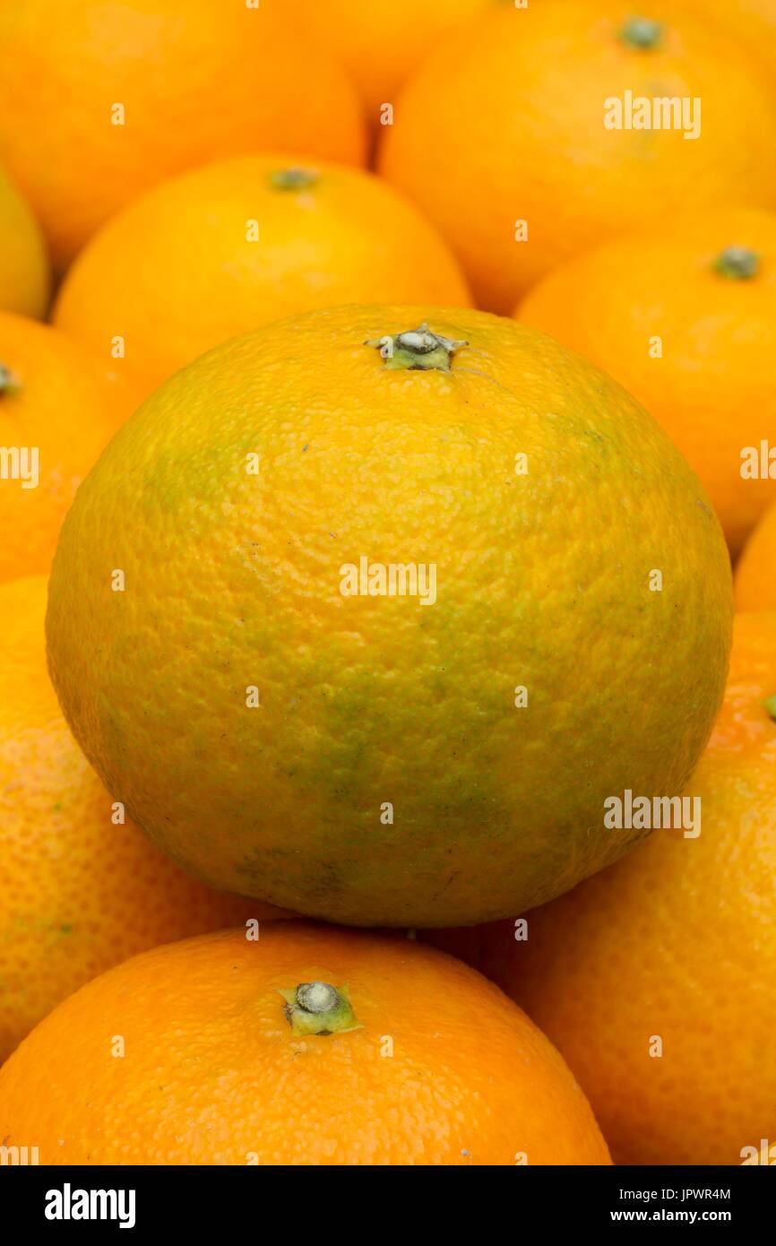 Immature clementines Stock Photo