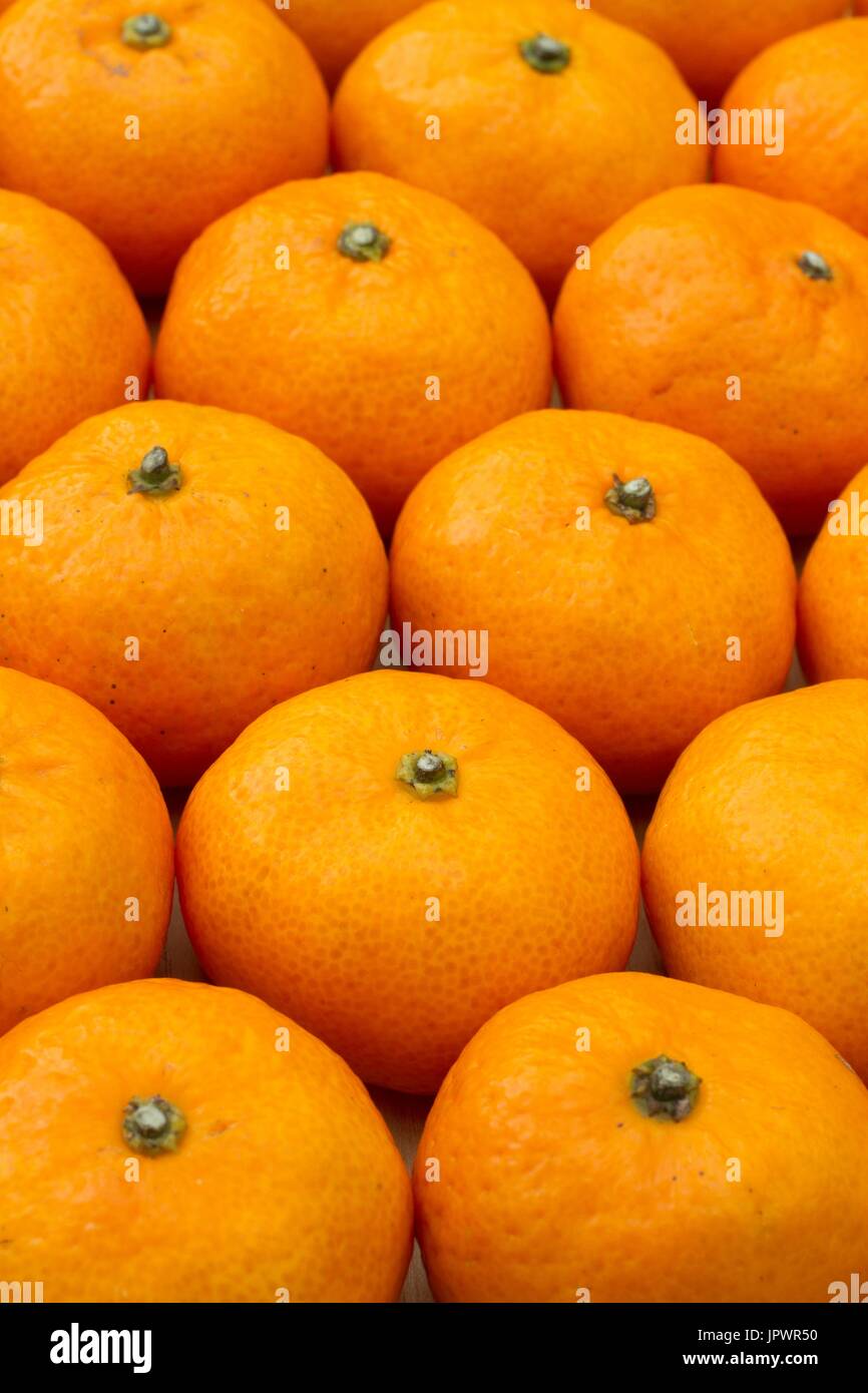 Kishu mandarins, Citrus kinokuni Stock Photo - Alamy